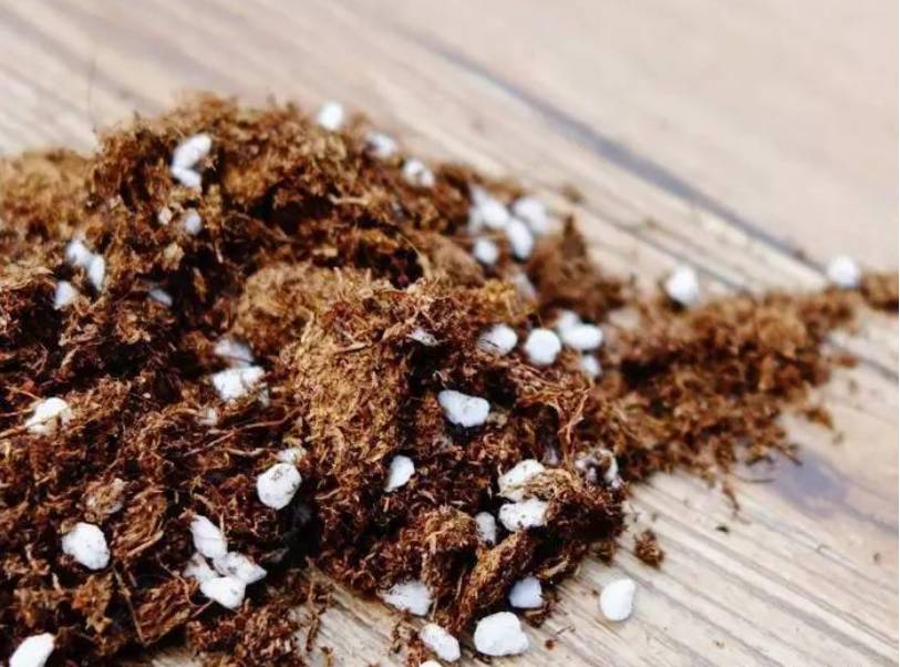 君子兰烂根后怎么处理配土上盆,椰糠配的土总是烂根