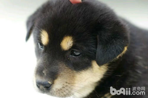 四眼土狗有几种类型,小土狗四眼狗