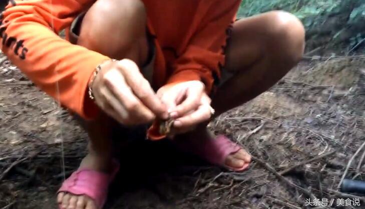 农村里的人是这样抓野鸡的,用细竹竿做陷阱很好用