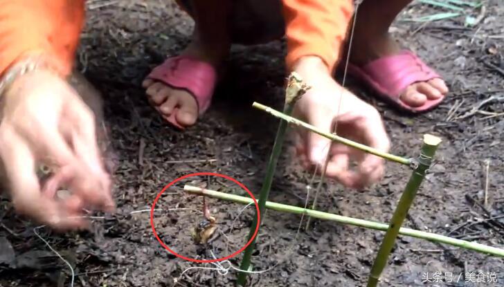农村里的人是这样抓野鸡的,用细竹竿做陷阱很好用