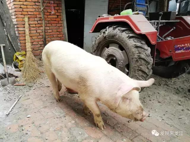 现场实拍农村一家人杀年猪全过程,东北农村真实生活杀年猪