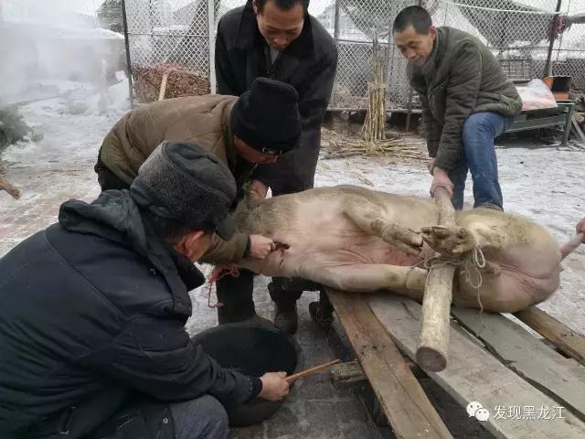 现场实拍农村一家人杀年猪全过程,东北农村真实生活杀年猪