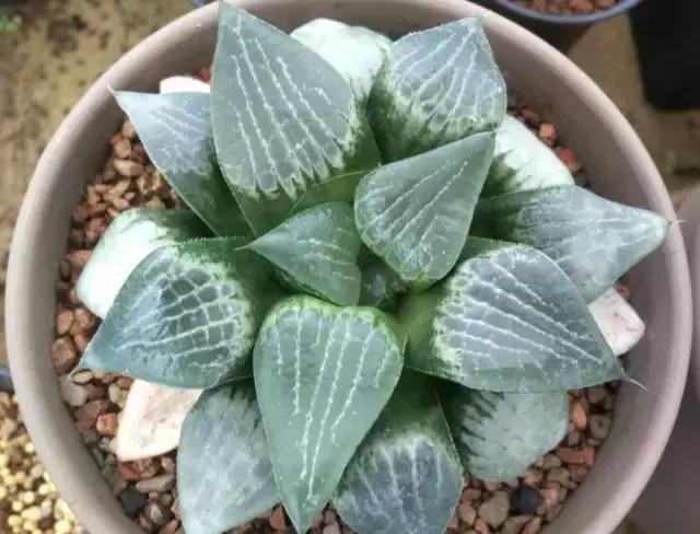 能抵御辐射的植物,最好的防辐射植物