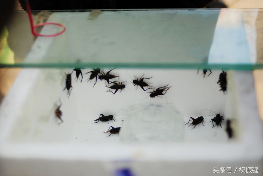 北京十大花鸟鱼虫市场,北京官园花鸟鱼虫市场现在开放吗