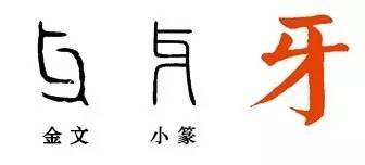 牙，尾牙的牙[汉字之美]“年终系列”