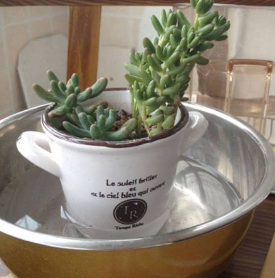 外出旅游家里的花没人浇水怎么办,出差家里花没人浇水怎么办