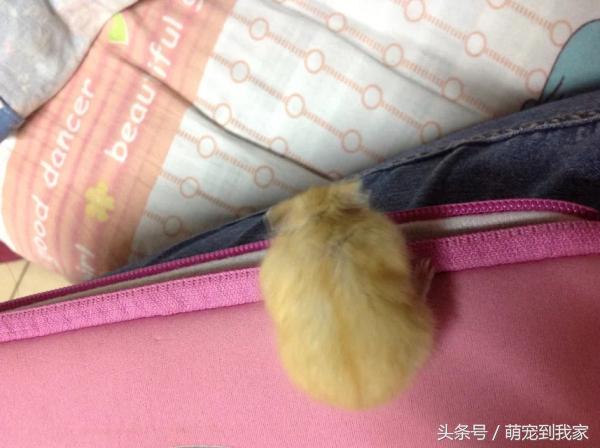 老猫的养猫日记 (网瘾少年养猫)