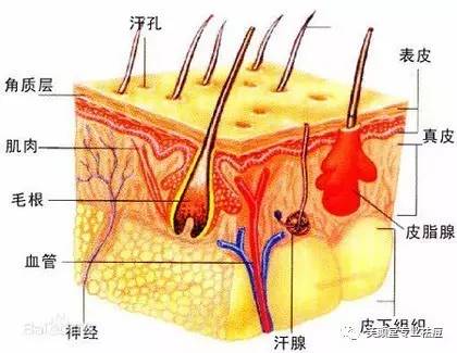 肥皂洗脸到底好不好呢,肥皂洗脸的利与弊
