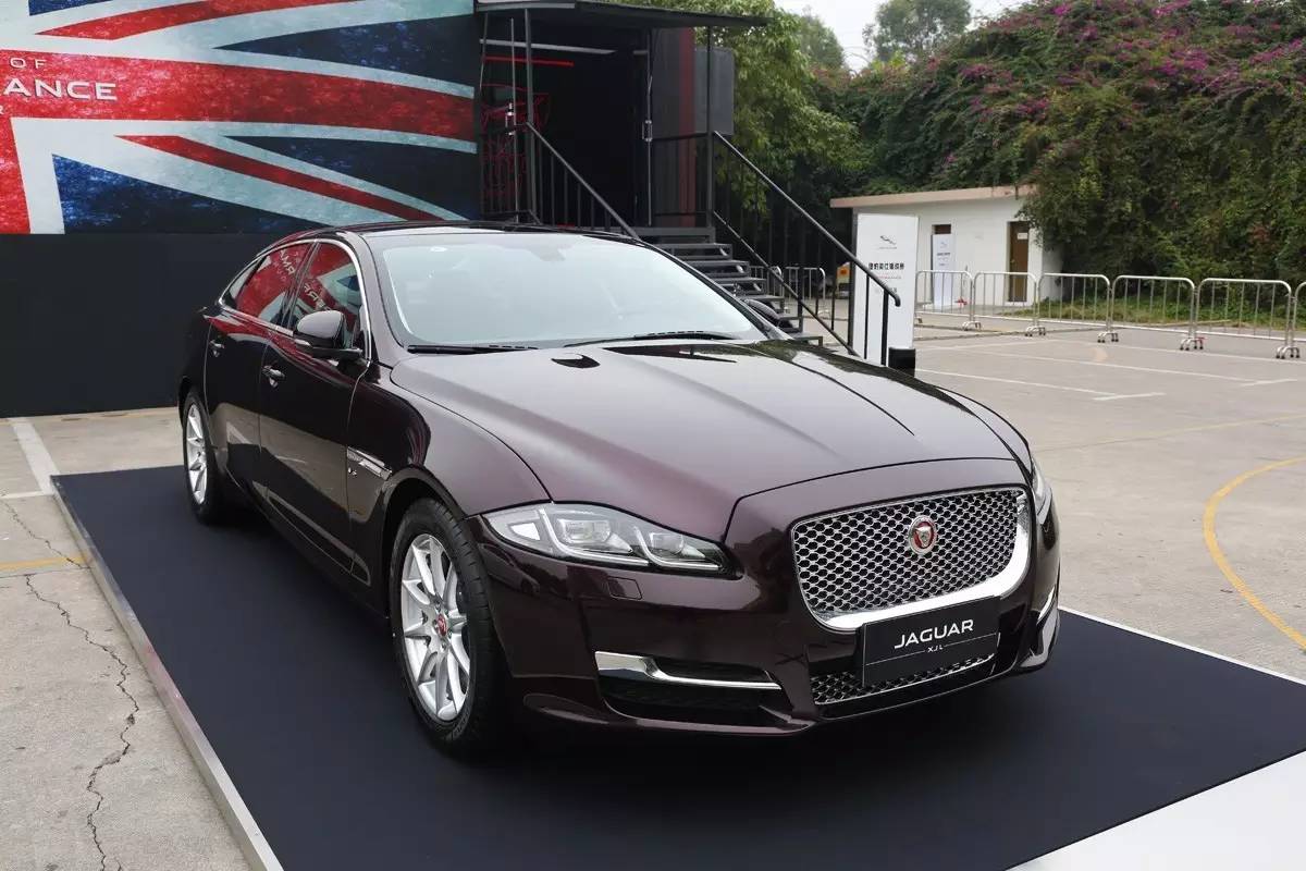 家宠美洲虎,人工饲养的美洲虎