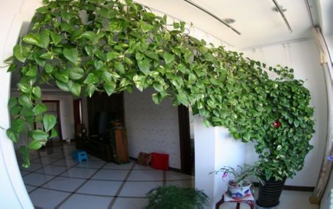 绿萝的花需要太阳吗,绿萝养法十种养不死的室内绿植