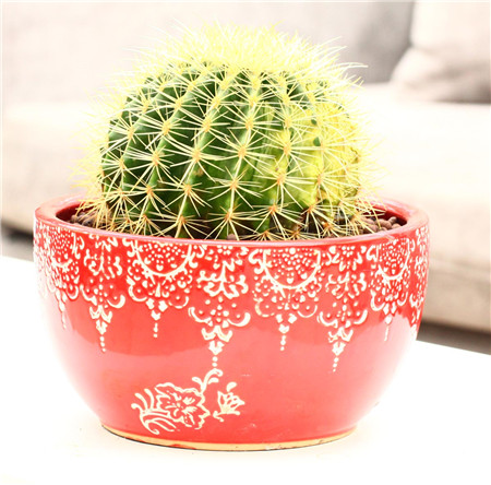 金琥球繁殖,金琥球中间突出一个尖怎么办