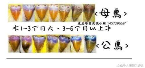 虎皮鹦鹉如何分辨雌雄,百合鹦鹉怎么区分雌雄