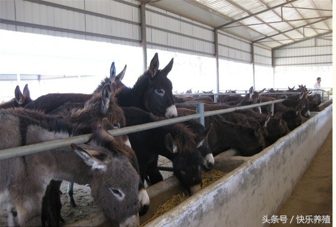 建养100头牛的场地需要多少钱,建养殖100头牛圈多少钱