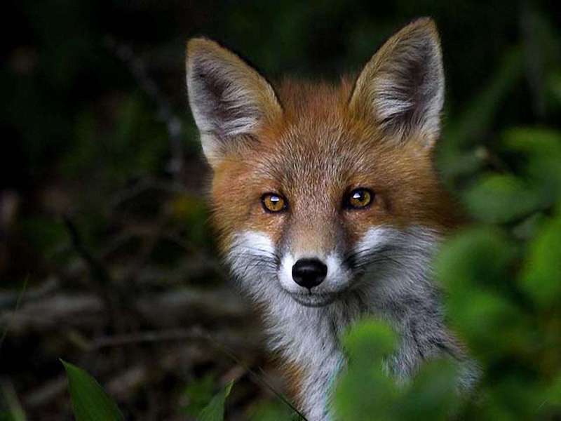 懒汉发现狐妖藏身秘密,用滚油烫死狐妖一家,惹下大祸