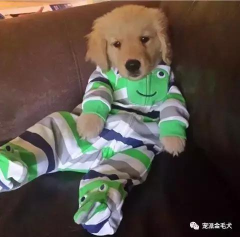 金毛不是最温柔善良的狗狗吗,大壮是只汪