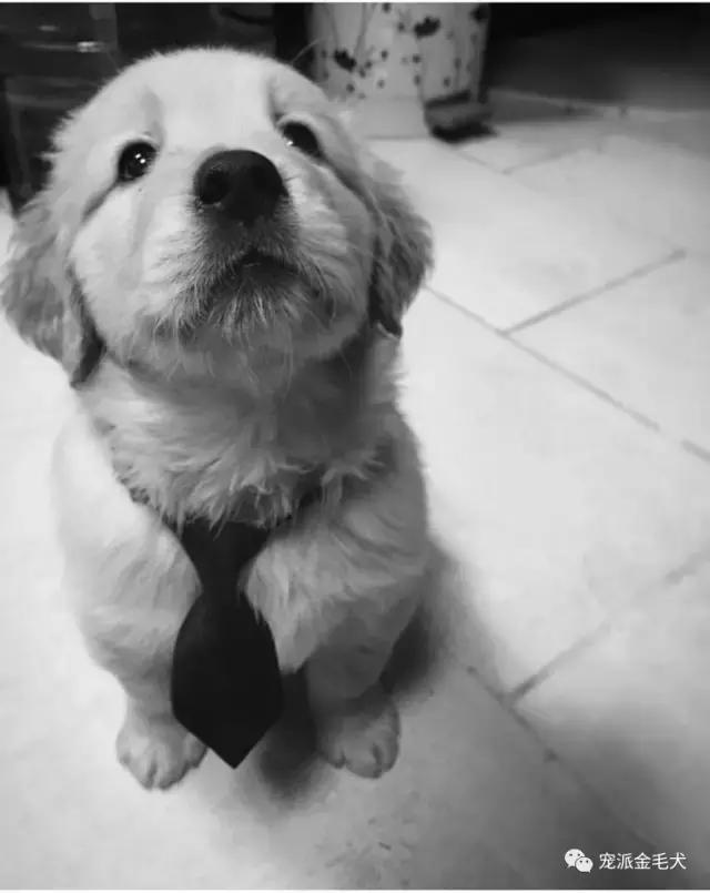 金毛不是最温柔善良的狗狗吗,大壮是只汪