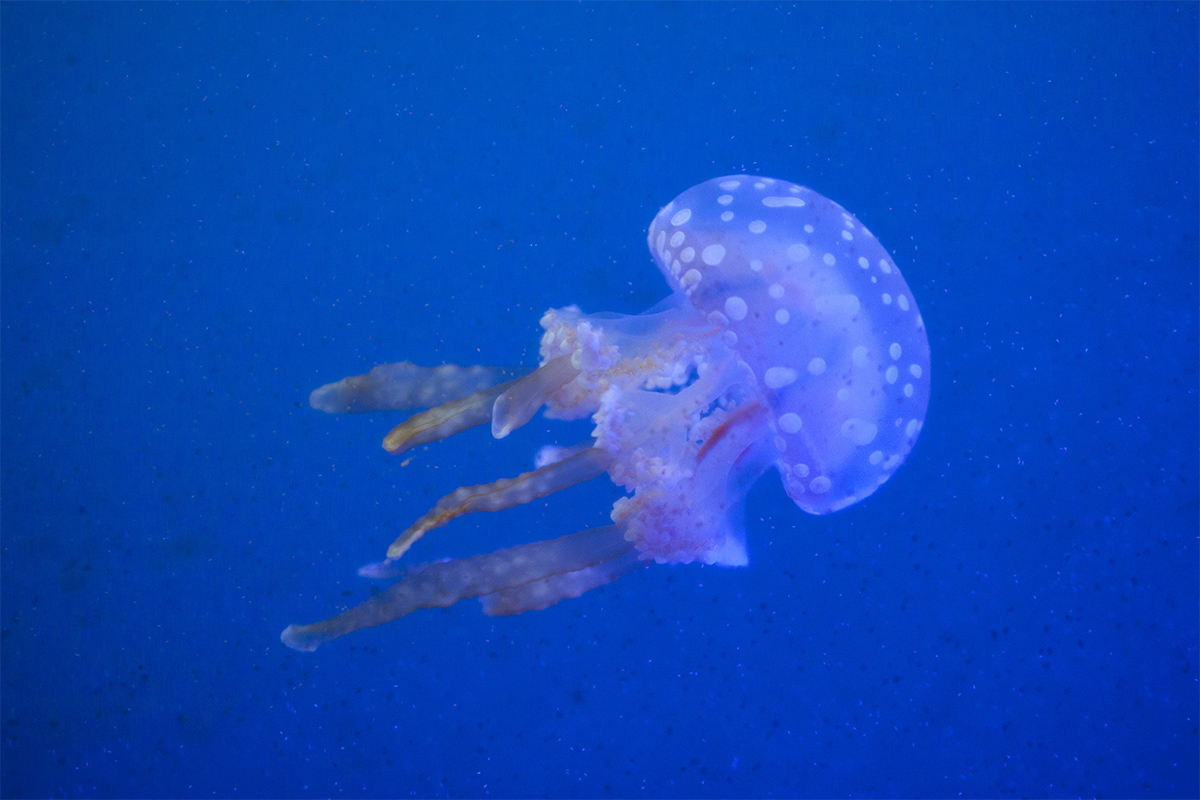 水母海洋世界,中国海洋世界水母馆