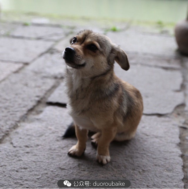 回忆之旅最适合带的植物,野外旅游必须记住的植物