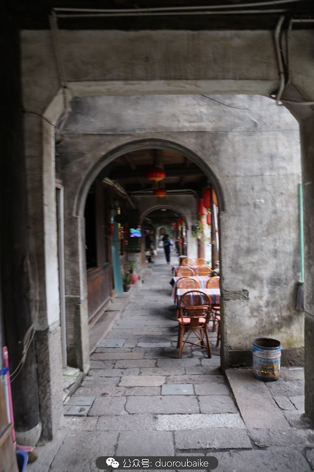 回忆之旅最适合带的植物,野外旅游必须记住的植物