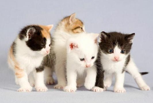 宠物死亡证明可以网上开吗,开宠物死亡证明要哪些材料