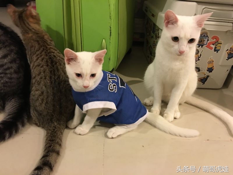 给喵星人买了一件小球衣,结果穿到肚子就卡住下不去了