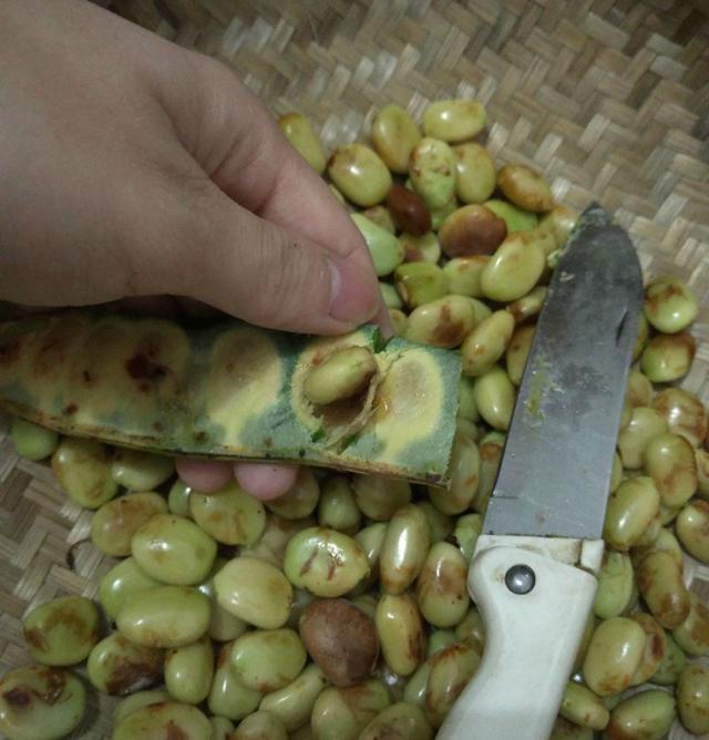 过去人们对它置若罔闻,现在爱美女孩尤其喜欢,几百元一斤抢手货