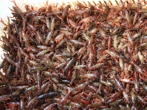 稻田养殖小龙虾最新技术视频,人工养殖小龙虾一亩多少利润