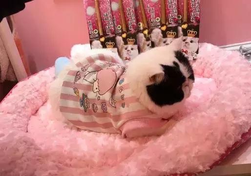 成都宠物寄养基地,成都狗狗寄养