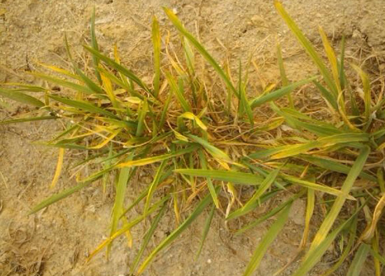 小麦叶尖发黄枯死是什么原因,小麦拔节期发黄是什么原因