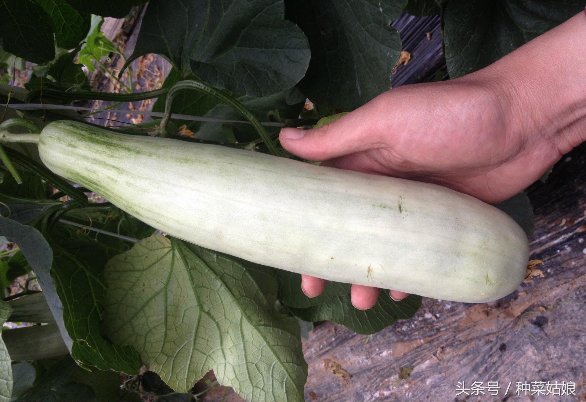 不要跟风种菜,不要跟风选种