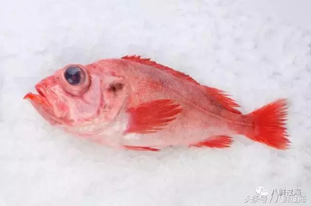 大西洋红鱼和金鲳鱼哪个好吃,大西洋红鱼和新西兰长寿鱼哪个好