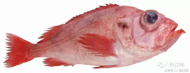大西洋红鱼和金鲳鱼哪个好吃,大西洋红鱼和新西兰长寿鱼哪个好