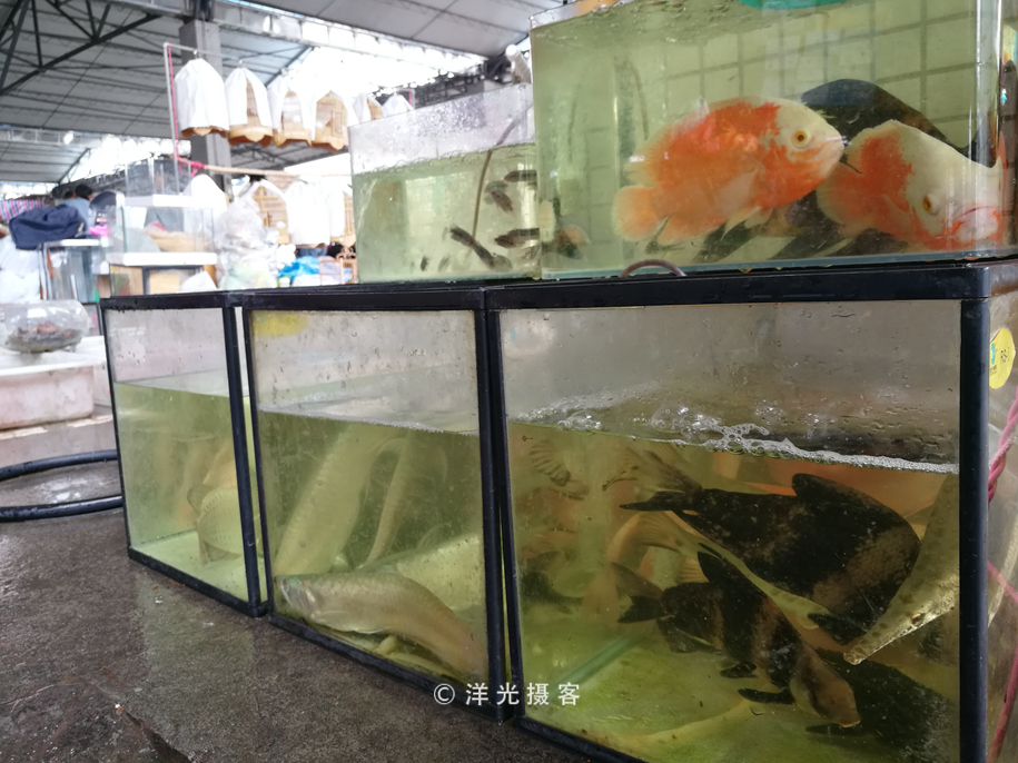 番禺各个镇大集时间表,广州去清远农村赶集