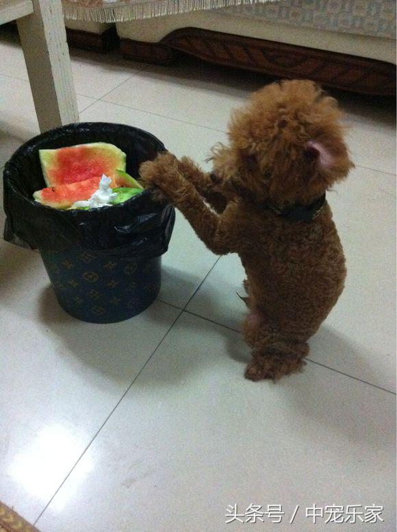 泰迪狗狗怎么养得最好呢,笼养泰迪幼犬怎么训练的