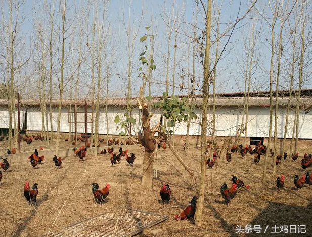 土鸡发酵床,散养土鸡需要搭建鸡床吗