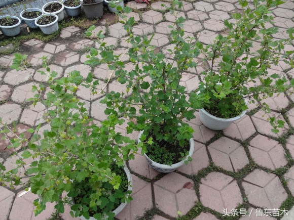 好吃又好种的树莓,花盆里就能种出营养丰富的草莓