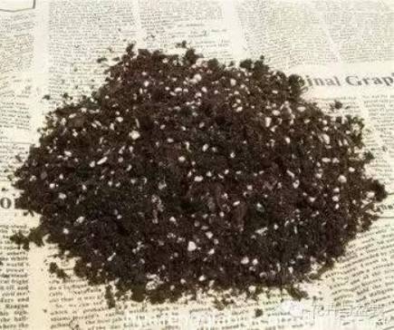 君子兰烂根后怎么处理配土上盆,椰糠配的土总是烂根