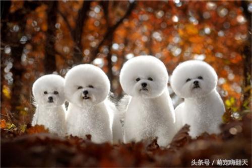 2个月大比熊拉肚子抽搐,比熊喝了牛奶拉肚子怎么办