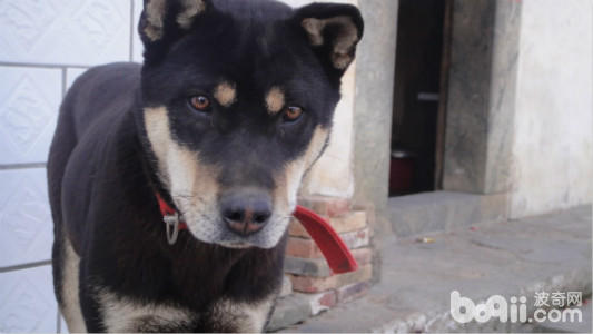 四眼土狗有几种类型,小土狗四眼狗