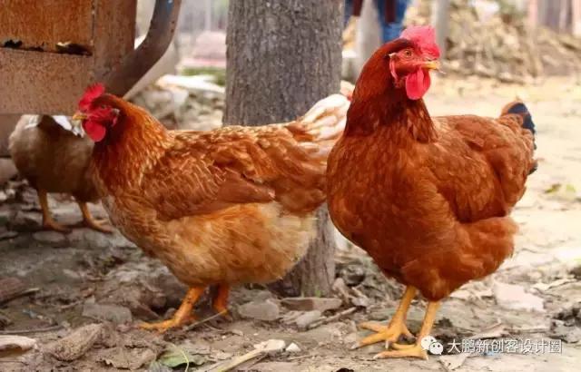 咱家门口的年货节就要开始了