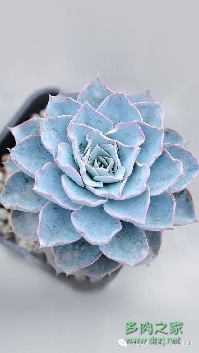 多肉植物鸡蛋碧桃的养护方法,多肉植物夏天在室内如何养护