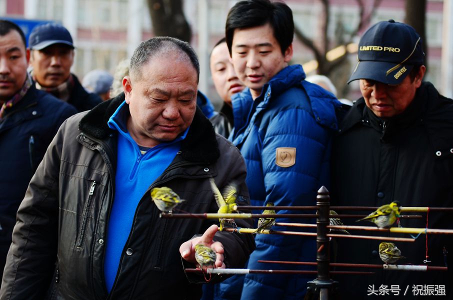 北京十大花鸟鱼虫市场,北京官园花鸟鱼虫市场现在开放吗