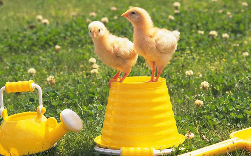 蒙脱石散可以给鸡吃治疗拉稀吗,蒙脱石治疗腹泻效果好么