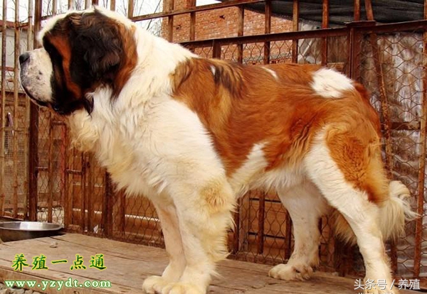 肉狗养殖真实利润与风险测算,养肉狗的风险有哪些