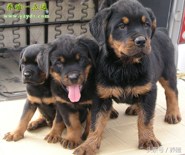 肉狗养殖真实利润与风险测算,养肉狗的风险有哪些
