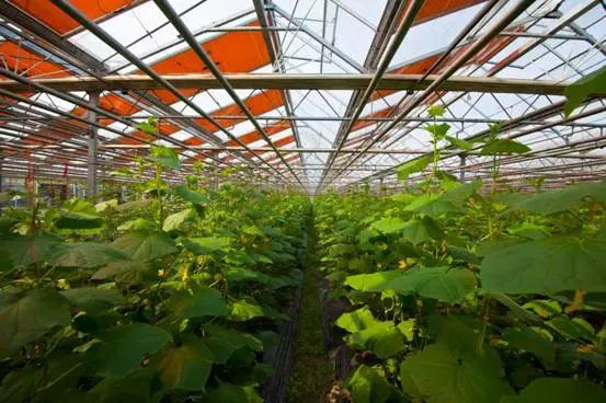 常州农家乐一日游最佳去处带娃,常州好玩的农家乐酒店