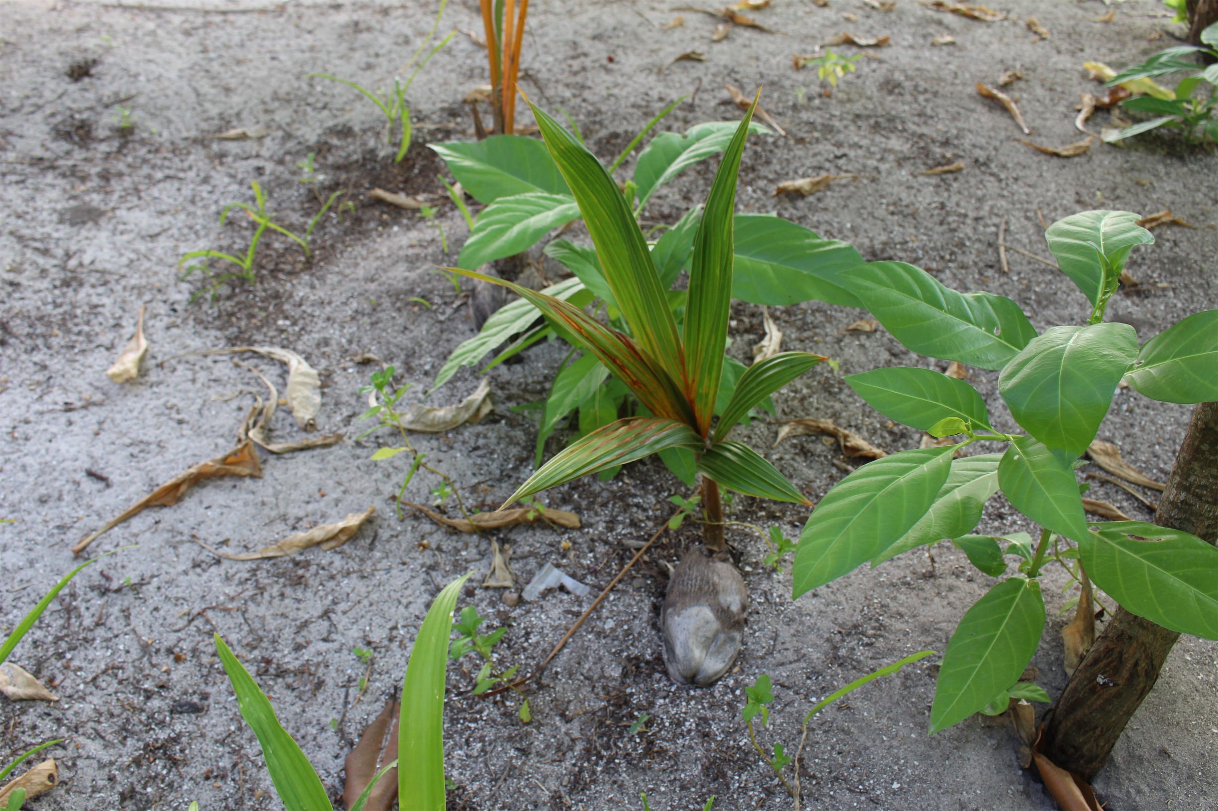 马尔代夫最美景色,最美马尔代夫风景