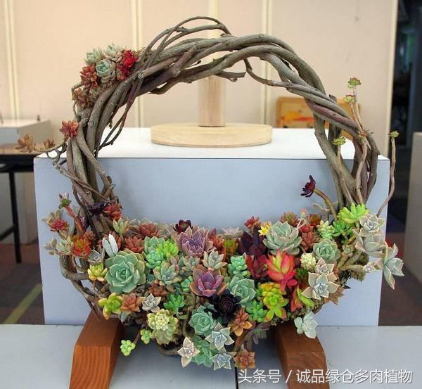 铁艺多肉怎么养,铁艺多肉