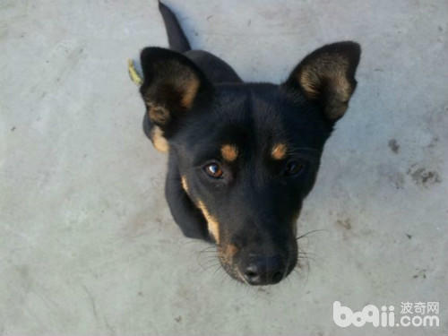 四眼土狗有几种类型,小土狗四眼狗