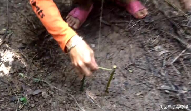 农村里的人是这样抓野鸡的,用细竹竿做陷阱很好用